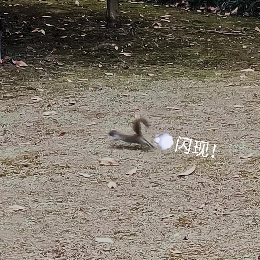 松鼠